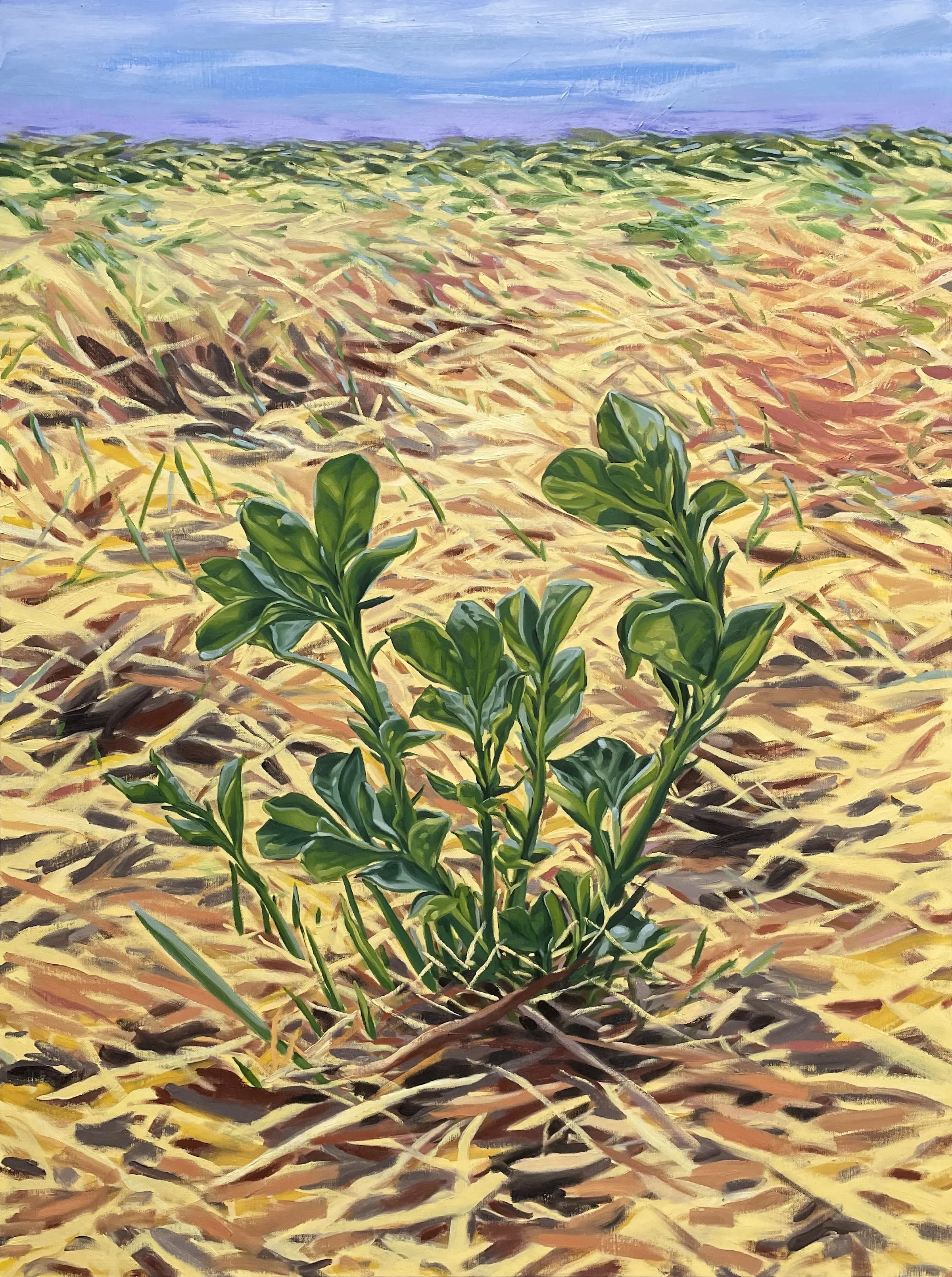 Petite pousse dans un champs de paille — Huile sur toile - 160 cm x 120 cm 
2025 - 2026