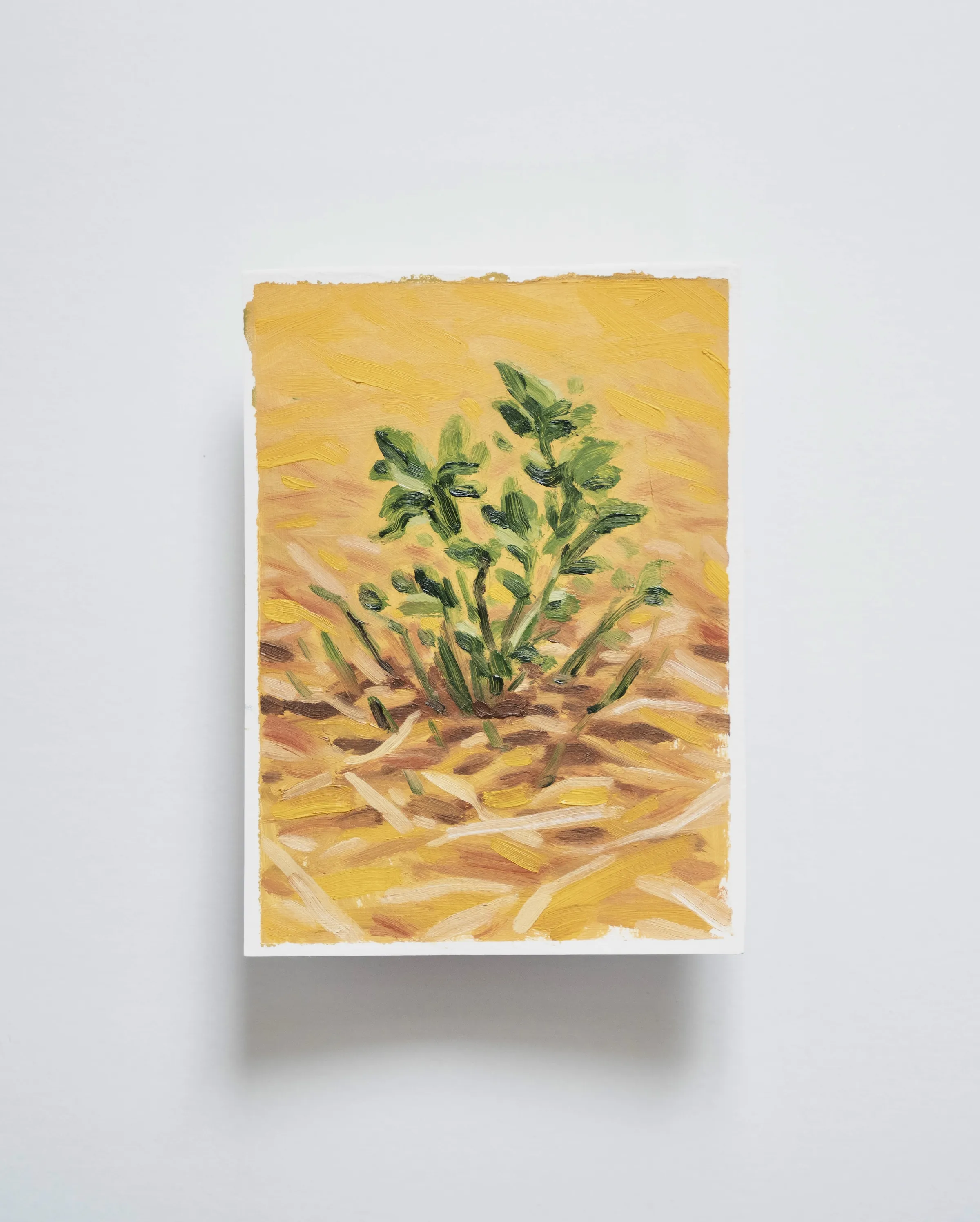 Petite pousse et champs de paille  — Huile sur papier 
2O cm x 15 cm 
2025